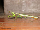 Praying mantid A2a - SV.jpg