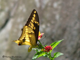 Papilio thoas 1a - SV.jpg