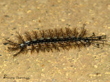 Caterpillar A2a - SV.jpg