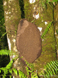 Termite nest - Nasutitermes sp. A1a - SV.jpg