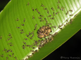 Polybyine wasps with nest A1a - SV.jpg