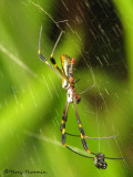 Nephila clavipes 1a - SV.jpg