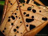 Dead leaf 1 - SV.JPG