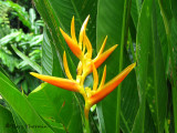 Heliconia sp B2a - SV.jpg