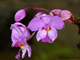 Orchid A2a - SV.jpg