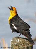 Yellow-headed Blackbird 14b.jpg