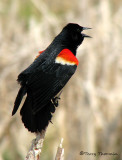 Red-winged Blackbird 22a.jpg