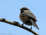 Boreal Chickadee 10a.jpg