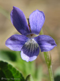 Early Blue Violet 2a.jpg