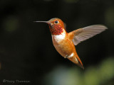 Rufous Hummingbird in flight 3a.jpg