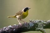 Common Yellowthroat 75a.jpg