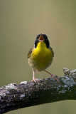 Common Yellowthroat 76a.jpg