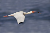 White Ibis019.jpg