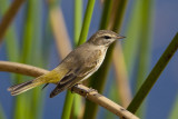 Palm Warbler 34.jpg