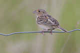 Grasshopper Sparrow32.jpg