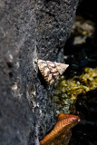 IMG_3794r.jpg