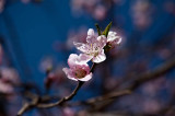 Peach Blossom