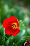 Tulips Dancing with the wind