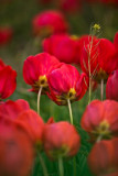 Tulips Dancing with the wind