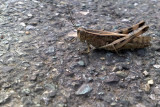 Grasshopper