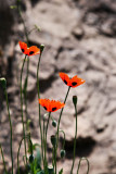 Poppies