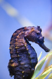 Pacific Sea Horse (Hippocampus Ingens)