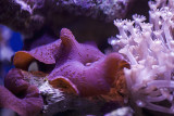 Corals