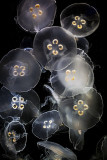 Moon Jelly (Aurelia Aurita)
