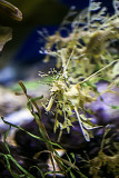 Leafy Sea Dragon