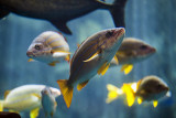 Blue-lined Snapper (Lutjanus Kasmira)