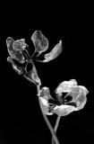 Colorless Flowers