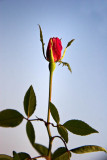 Roze Bud