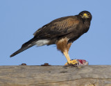 Dove Breakfast