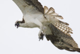 Osprey Scream