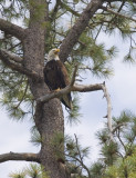 Warning an Osprey