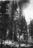 Lodge Poles