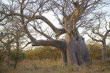 Elephant Baobab