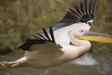 Pelican Lift-off