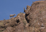 Bighorn Family