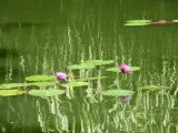 Jardin botanique, Deshaies - Guadeloupe