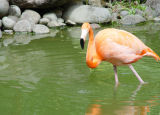 Jardin botanique, Deshaies - Guadeloupe