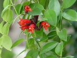 Jardin botanique, Deshaies - Guadeloupe