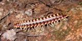 Sigmoria trimaculata - millipede - view 2