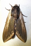 Sphinx drupiferarum - 7812 - Wild Cherry Sphinx Moth