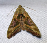 Phlogophora iris - 9546 - Olive Angle Shades Moth