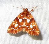 Callopistria cordata - 9633 - Silver-Spotted Fern Moth