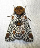 Harrisimemna trisignata - 9286 - Harris's Three Spot