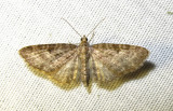 Eupithecia subfuscata - 7487
