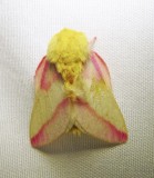 Dryocampa rubicunda - 7715 - Rosy Maple Moth - view 1