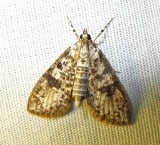 Palpita magniferalis - 5226 - Splendid Palpita